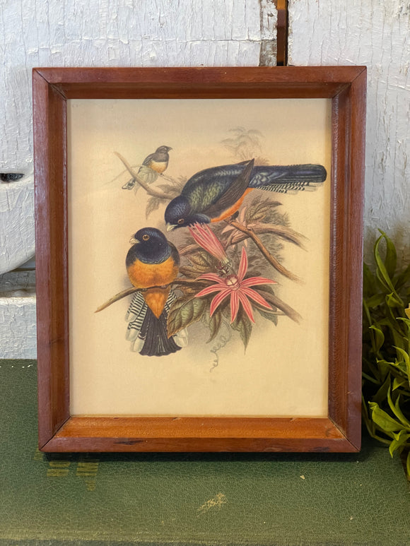 Vintage Bird Print