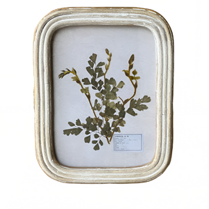 Wakefield Botanical Fern Framed