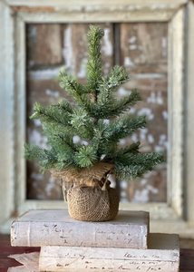 Icy Rocky Mountain Pine Tree