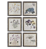 Framed Southern Wildflower Print