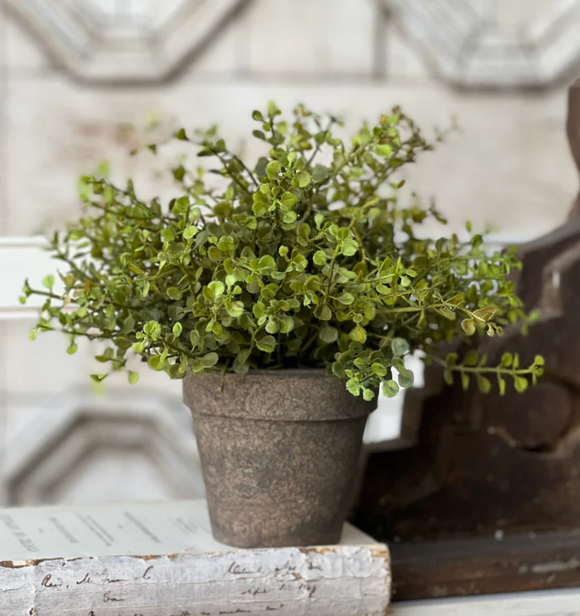 Potted Baby's Grass