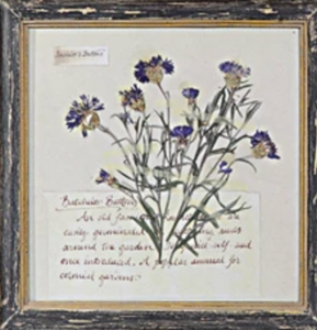 Framed Southern Wildflower Print