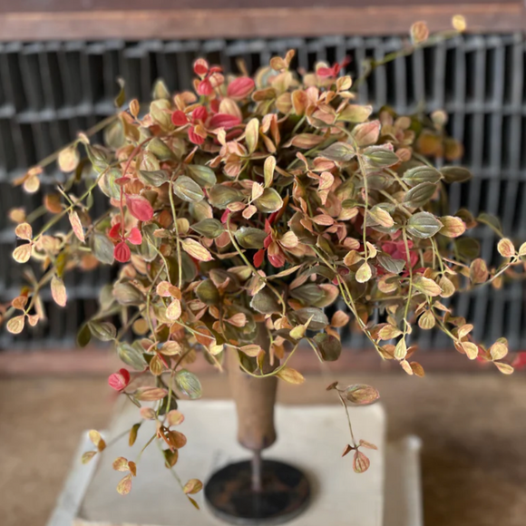 Bog Pimpernel Half Sphere