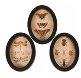 Insect Study Hanging Oval Print