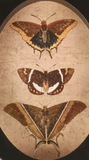 Insect Study Hanging Oval Print