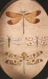 Insect Study Hanging Oval Print