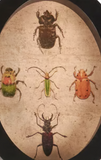 Insect Study Hanging Oval Print
