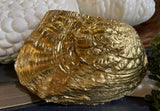 Tulip Tennessee River Mussel Shell