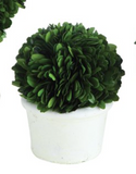 Preserved Boxwood Ball Topiary w/ Clay Pot