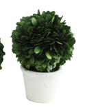 Preserved Boxwood Ball Topiary w/ Clay Pot