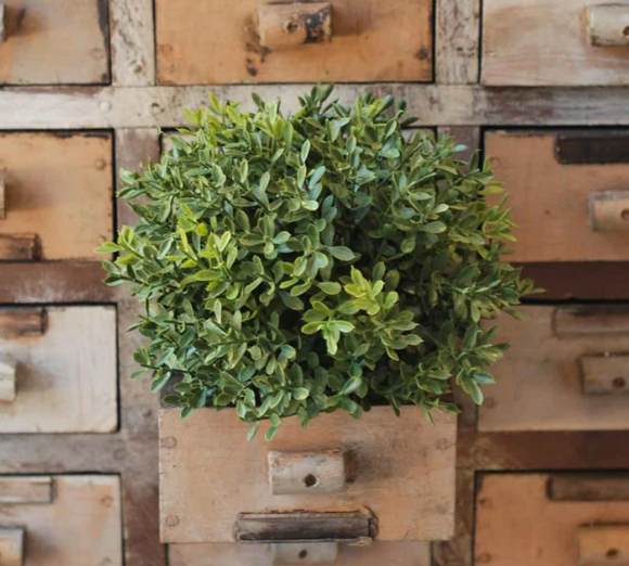 Large New England Boxwood Half Sphere