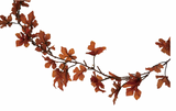 Orange Maple Leaf Garland