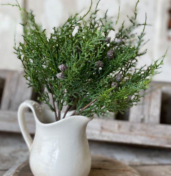 Creeping Cedar Bush