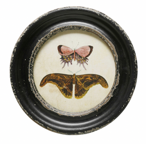 Vintage-Style Round Moth/Butterfly Print Framed